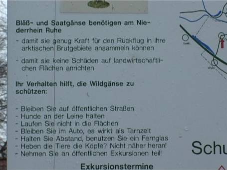 Die Düffel : Wildgänse, Info - Schild in Zyfflich